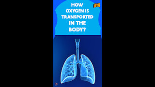 How Oxygen Travels In Our Body