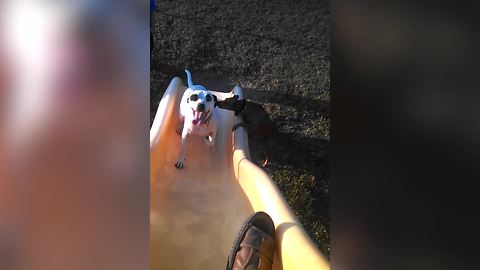 Two Dogs Attempt To Run Up A Slide