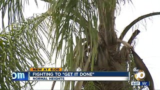 Normal Heights Resident Bombarded by Palm Fronds