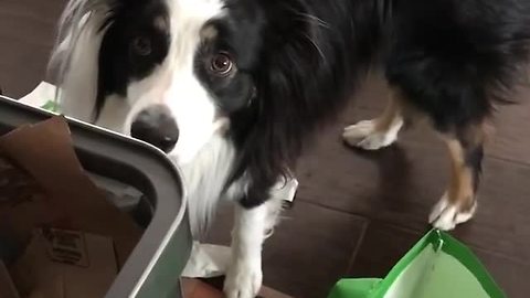 Tidy Dogs Help Owner Clean Up The Trash