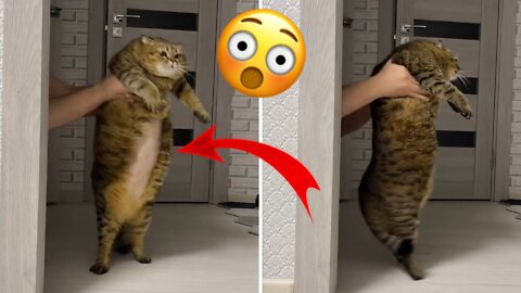 wow 😲 Dancing super cat 🐱
