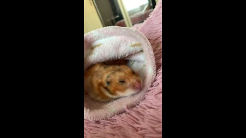 Cute Sleeping Hamster Wakes Up Of Building Noises