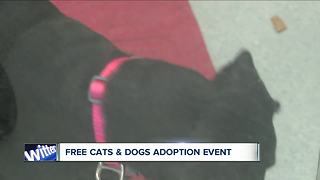 Free cats and dogs adoption event