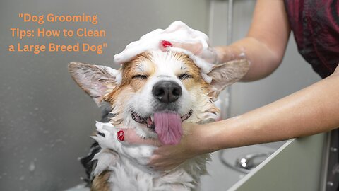 "Dog Grooming Tips: How to Clean a Large Breed Dog" | Entertainment 😉| Pets Lovers...