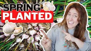 Planting Garlic Bulbs In The Spring