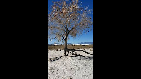 White Sands National Park & Silver Bar