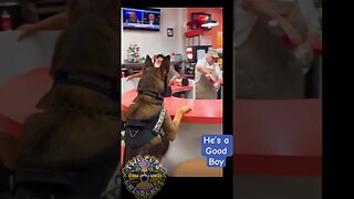 Pup-cup Police k9 earns a treat #puppers #shorts #funny #police #k9cop #k9 #pupcup #fyp #fy #viral