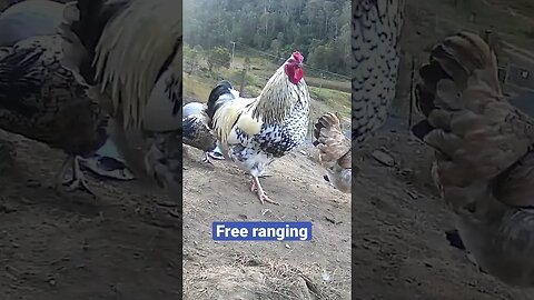 Farm surveillance. Free range chickens