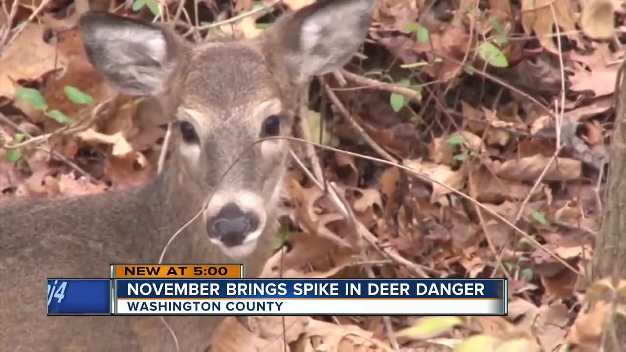 West Bend Woman says dog killed by deer