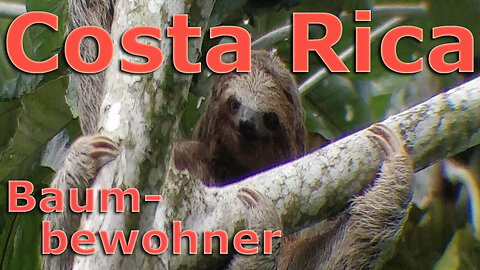 (017) Costa Rica sehenswert | Baumbewohner im Regenwald | AUSWANDERN nach COSTA RICA