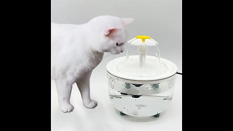 water fountain for cats