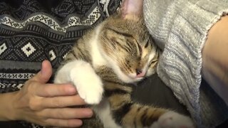 Little Cat Sleeps in My Arms