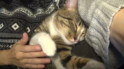 Little Cat Sleeps in My Arms