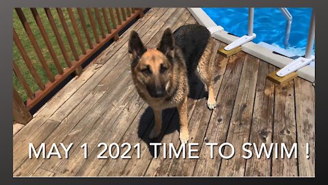 May 1 2021 Time to Swim ! Gretchen the swimming GSD.