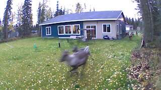 Santa and his Reindeer pass through.