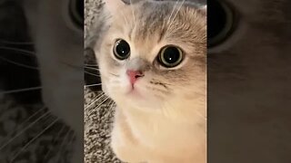 CAT VIDEO