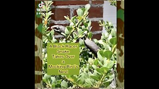 Snake takes over a bird’s nest