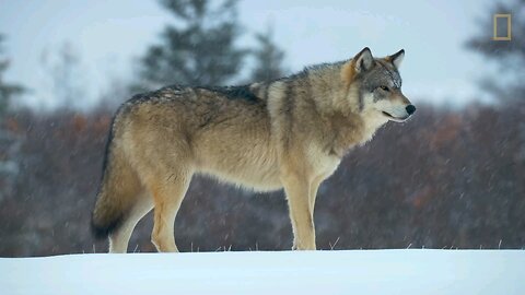 WOLF PACK VS POLAR BEAR|THE BIG FREEZE| NAT GEO DOCUMENTARY|