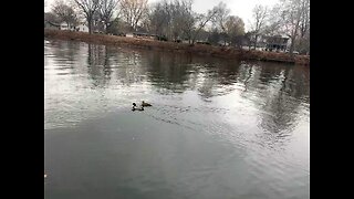 Winter river ducks.