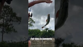 The FISH FROM THE AMAZON