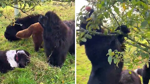 Newfoundland Dogs Adorably Decide To Go Apple Picking