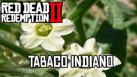Localização do Tabaco Indiano RDR2