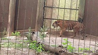 Cameron Park Zoo Waco TX Tiger 🐅