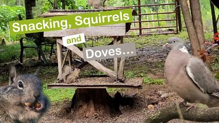 Snacking, Squirrels, & Doves...
