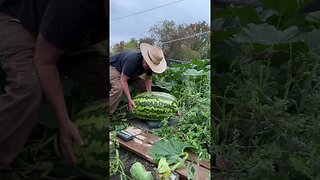 1 man harvest giant watermelon