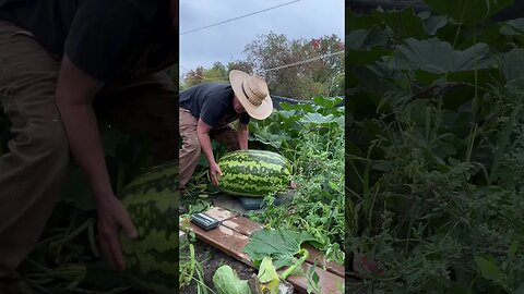 1 man harvest giant watermelon