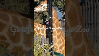 TARONGA ZOO GIRAFFES, CLOSE-UP 13-07-2012 🌏🦒🌿🦒🌱 🦒😊😀📸#travel #youtube #newvideo#subscriber#australia