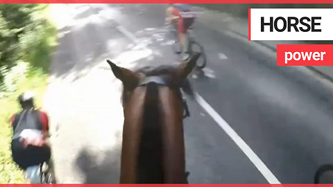 Cyclist lands himself hefty fine after high-speed collision while undertaking horse