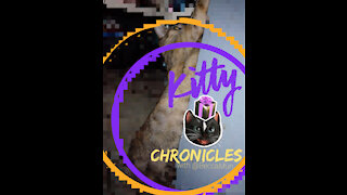 Kitty Chronicles with BeccaMun - The Introduction