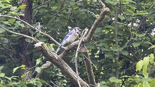 Blue Jay