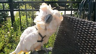 Cockatoo enjoys spray shower on the patio.