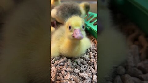 Must resist these cute goslings!