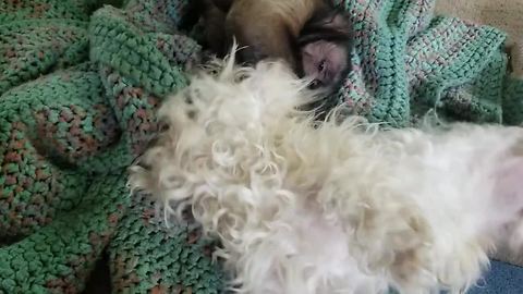 Capuchin monkey wrestles with Maltese buddy