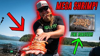 MEGA Shrimp FISHING Fire Roasted CATCH & COOK!