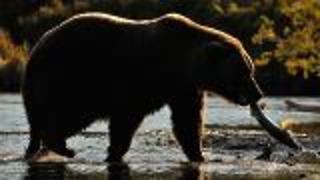 Grizzlies Thriving in Warming Climate