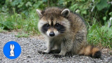 Cute Baby Raccoons Are The Funniest! Get Ready To Smile!