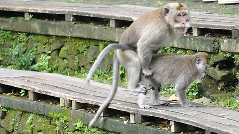 MONKEY FOREST UBUD - The sanctuary of Balinese long tailed Monkey