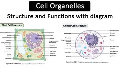 The cell is the basic unit of life; life began 510 million years ago on earth with cells