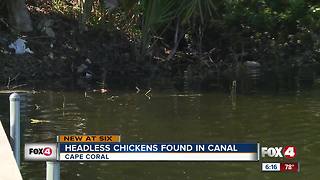 Headless Birds Found in Canal