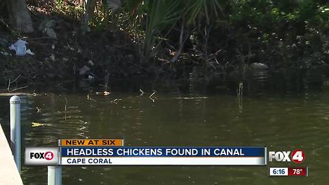 Headless Birds Found in Canal