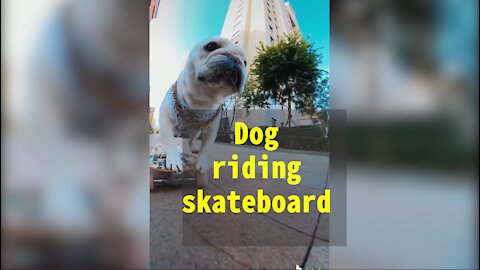 Dog riding a skateboard！ 360 turned on the skateboard ！Turning windshield