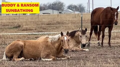 Mean Guy Scares His Poor Horse & Then Picks On His Cat