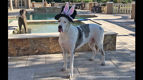 Easter Smile From Max And Katie The Great Danes And Their Bunny Hat