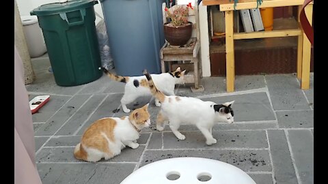 Cat family living in a cafe