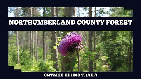 Northumberland County Forest Kinglet Loop Trail