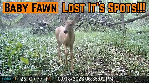 Backyard FAWN Has LOST Its SPOTS!!!